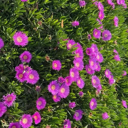 Rori's Qerret Apartmán Golem (Tirana)