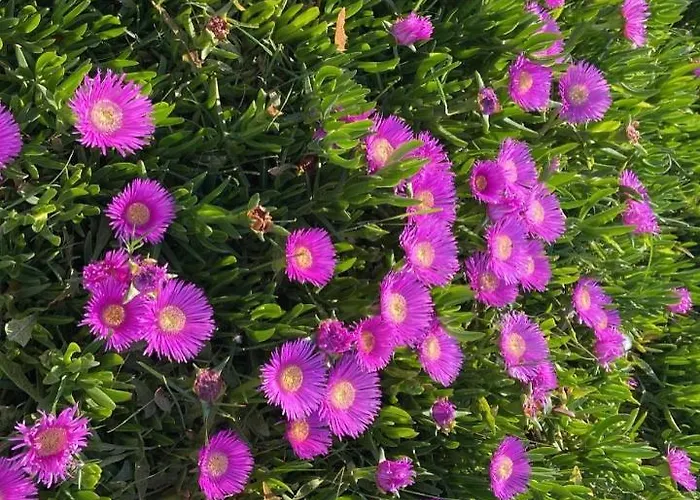 Rori's Qerret Appartamento Golem (Tirana)